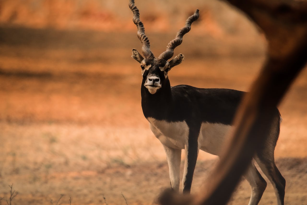 Photo Of An Impala